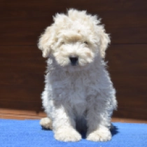 Rasta Boy, white Puli Welpen kaufen